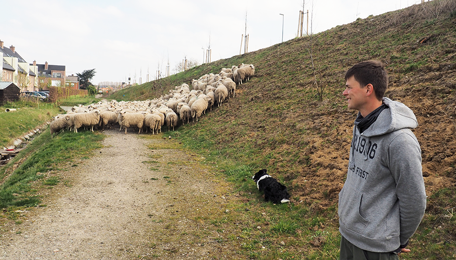 Sheep and the city: het gras is groener  daar waar de schapen staan
